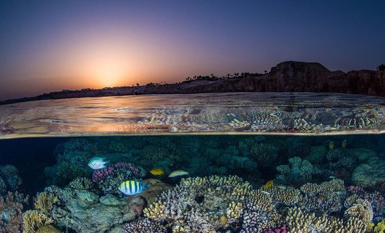 ONU mobiliza ações para salvar maior recife de corais do Caribe